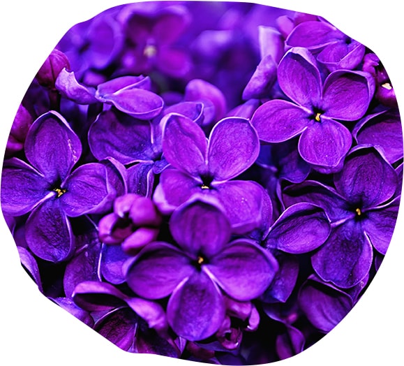 Violets from Tourrettes