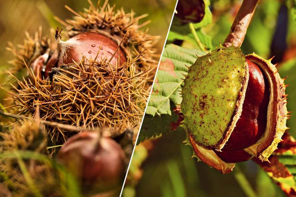 marron ou châtaigne : quelle est la différence ?