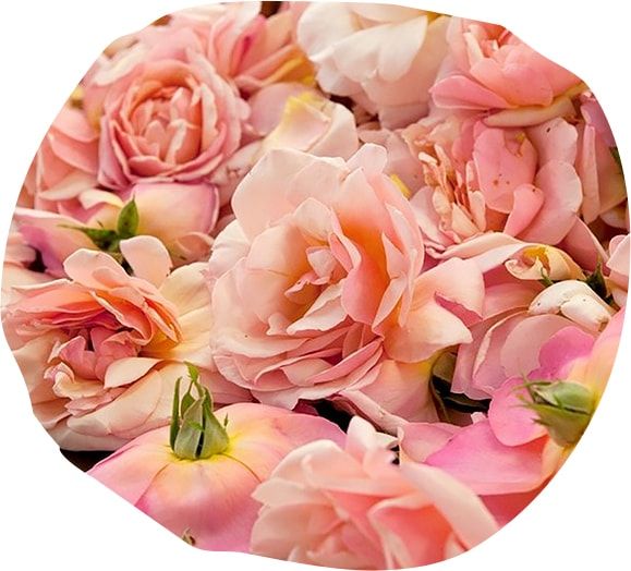 Roses from Vence Roses from Vence