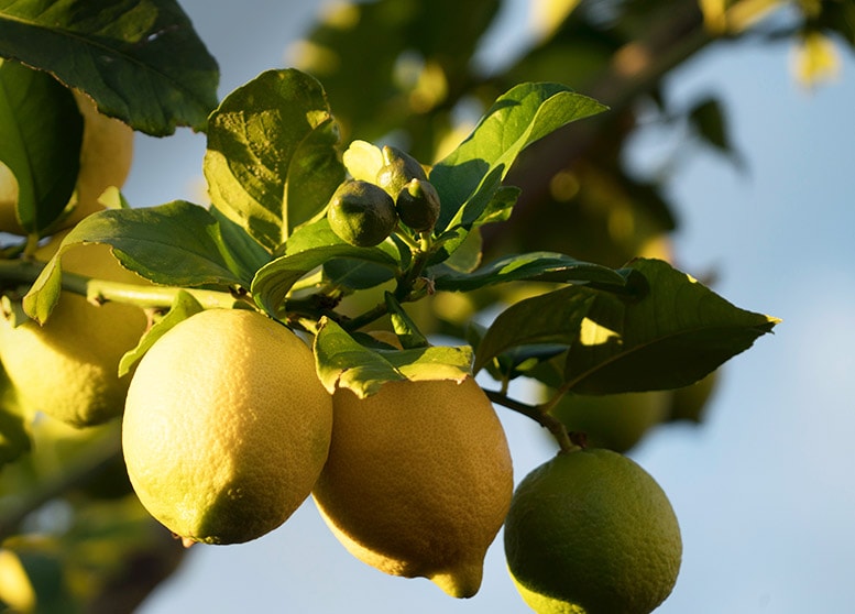 Petites douceurs et fruits confits Confiserie Florian